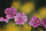 桃の花