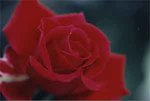 赤い薔薇