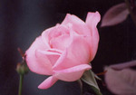ピンクの薔薇