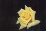 黄色い薔薇