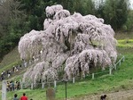 三春滝桜右側面