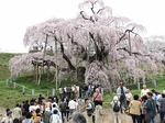 三春滝桜正面