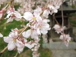 三春滝桜の花びら
