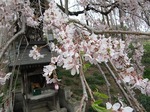 三春滝桜と祠