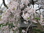満開の三春滝桜
