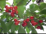 cherry　さくらんぼ.jpg