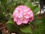 ケアハウス咲く紫陽花