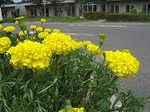 マリーゴールドの花でお出迎え