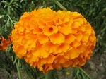 オレンジ色のマリーゴールド　花言葉は予言