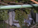 たくさん実った葡萄