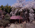 雪村庵(せっそあん)
