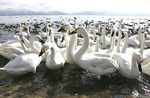 白鳥swan03