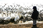 白鳥の飛来地swan04