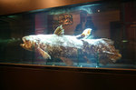 シーラカンス　Coelacanth　23