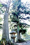 夫婦もみ