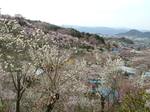 花見山公園