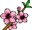 桃の花