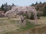 花園のしだれ桜