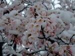 雪桜2010　開成山公園'
