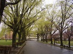 ケアハウスのお花見ツアー