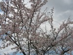 総合南東北福祉センターの桜　sakura2010'
