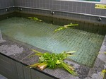 菖蒲湯