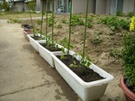 園芸活動5月