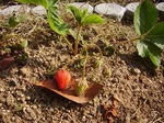 お庭の果物