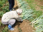 葱の植え替え