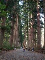 戸隠神社　奥社参道杉並木