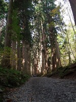 戸隠神社　奥社参道杉並木