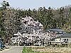 永泉寺のシダレザクラ　須賀川市