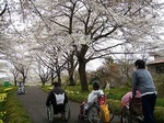 お花見