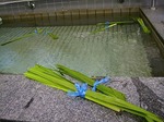 夏を乗り切れ！！菖蒲湯