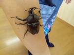 カブトムシ