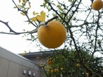 総合南東北福祉センターの柚子