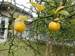 総合南東北福祉センターの柚子