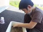 アサガオの種を収穫して