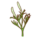 ブタクサ　Ragweed