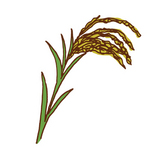 イネ　Rice