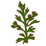 ヨモギ　Wormwood