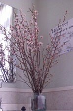 春を先取り啓翁桜
