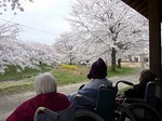 dayohanami-1.jpg