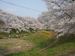 dayohanami-4.jpg