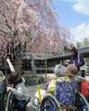 hanami2013-1.jpg