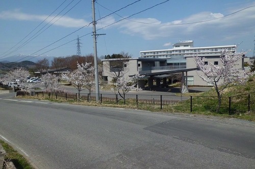 sakura2013-1.jpg