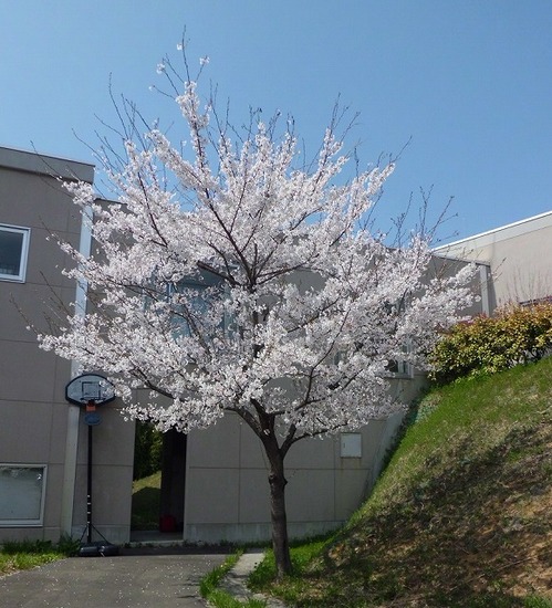 sakura2013-2.jpg