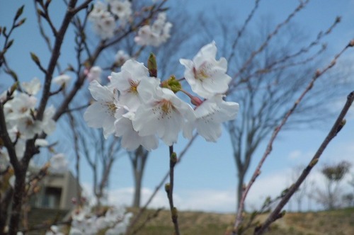 sakura2013-3.jpg