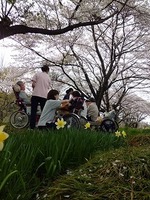 tuushohanami2013-4-B.jpg