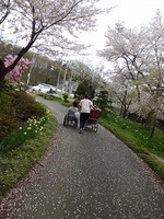 tuushohanami2013-4-C.jpg